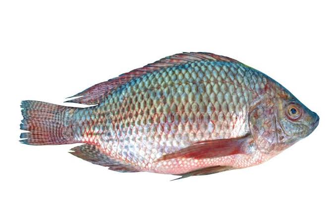 Tilapia